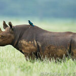 Selous Game Reserve