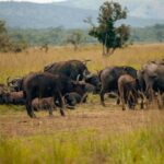 Tanzania Safari best place to stay