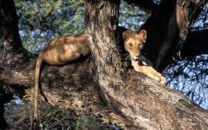 Tanzania Destinations