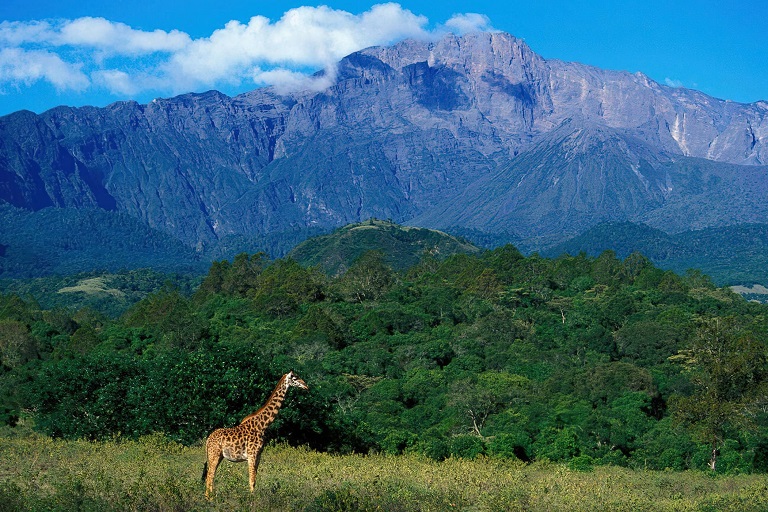 Mount Meru vs Kilimanjaro Comparison
