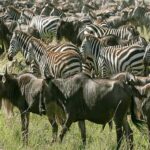 Serengeti National Parks