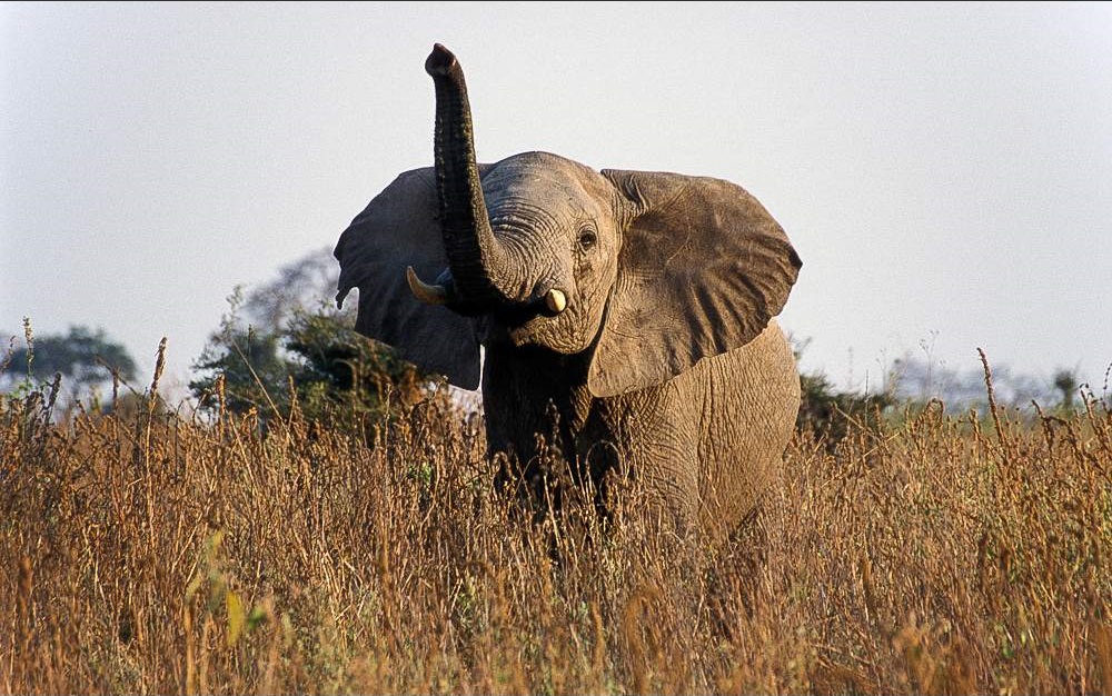 Tarangire National Park