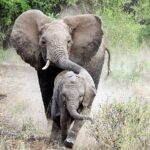 Tarangire National Park