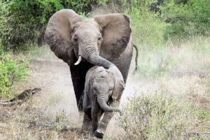 Tarangire National Park