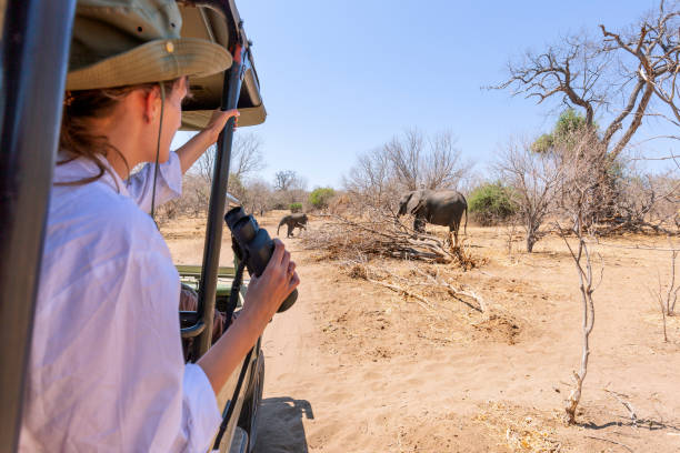 a woman viewing elephant at serengeti park