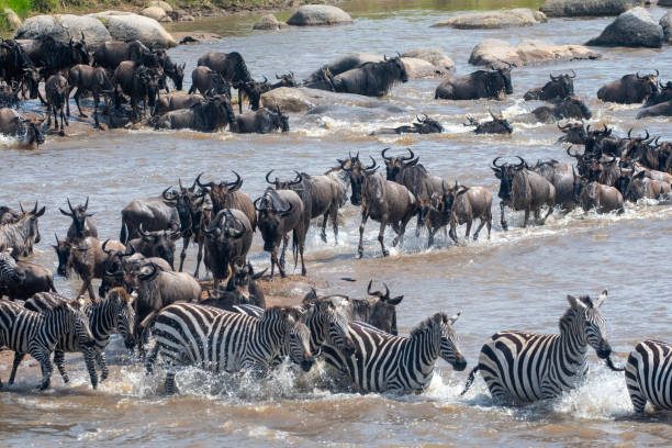 4-day Serengeti migration