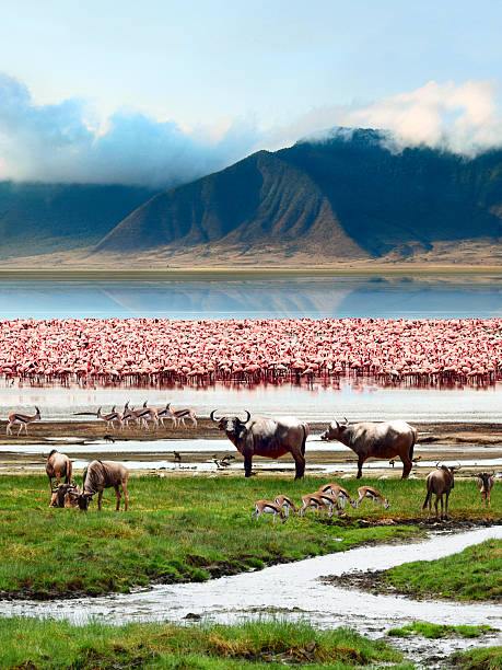 The African wildlife. Beautiful view of Lake in Ngorongoro Crater, Tanzania.