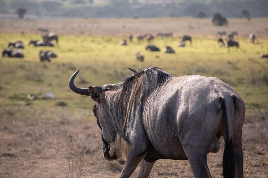 6 Days Serengeti Migration Safari – Follow the Great Wildebeest Migration