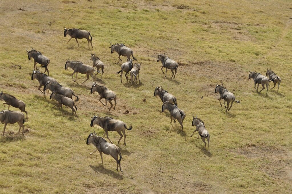 4 Days Serengeti Migration Safari – Witness the Great Wildebeest Migration