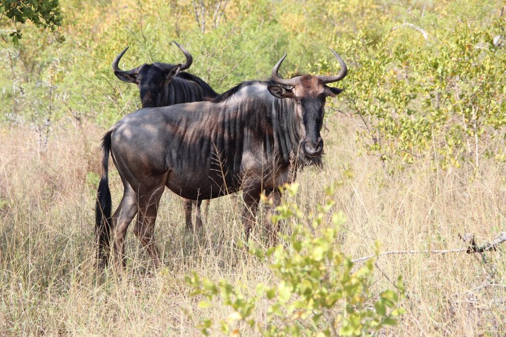 7 Days Serengeti Migration Safari – Follow the Great Wildebeest Migration