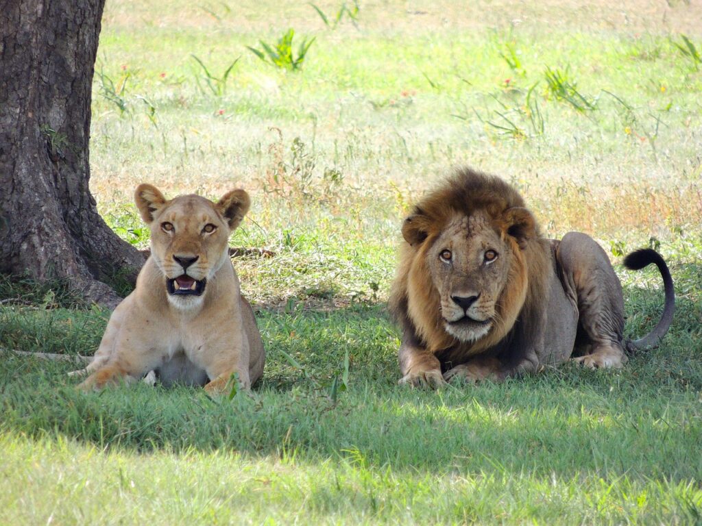 6 Days Tanzania Private Safari – Tarangire, Lake Manyara, Serengeti & Ngorongoro Adventure