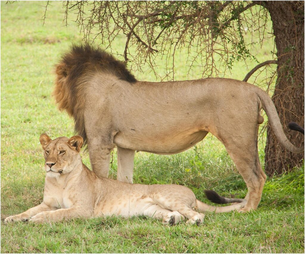 4-day private safari: witness the Big Five, Serengeti and Ngorongoro, expert guides, luxury lodges, and unforgettable game drives.